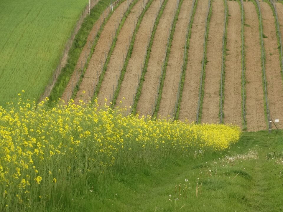 Winnice Jury Krakowsko-Częstochowskiej
