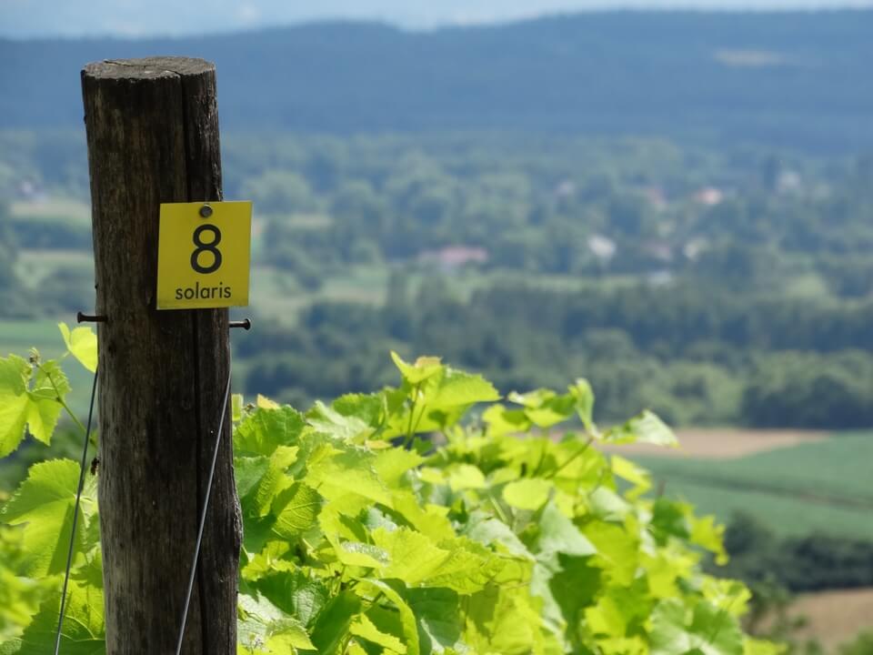 Winnice pod Krakowem