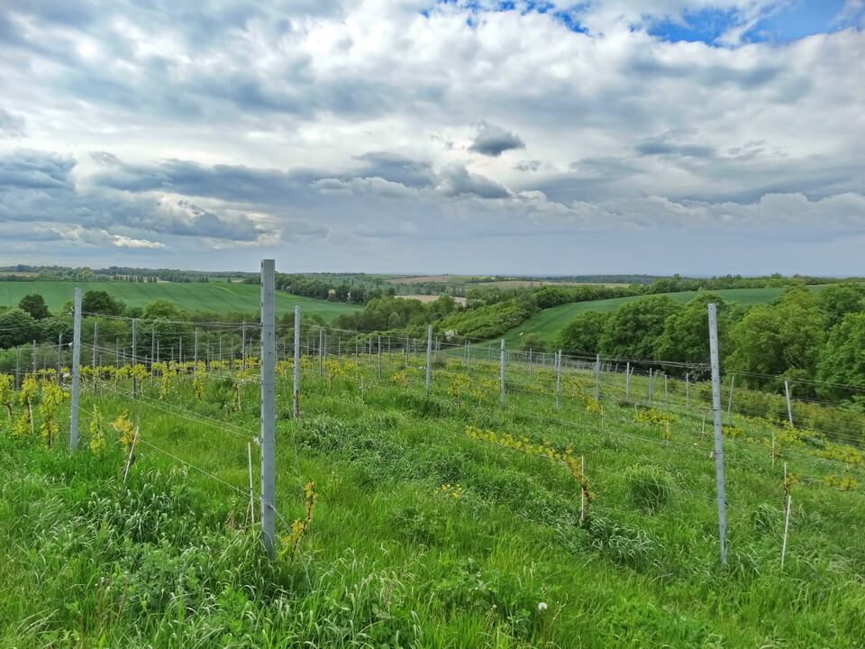 Winnice Wzgórza Trzebnickie