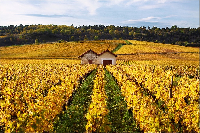 Winnica w Burgundii