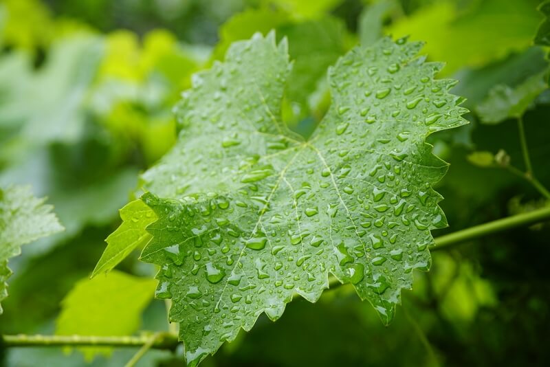Mokry liść winorośli - wet vine leaf