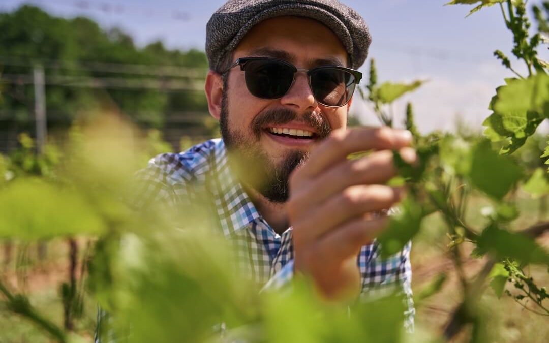 Zwiedzanie winnicy – gdzie się wybrać i na co zwrócić uwagę?