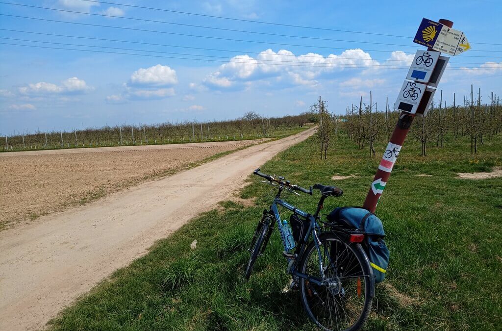 Winnice Sandomierz – 5 najlepszych miejsc na wycieczkę