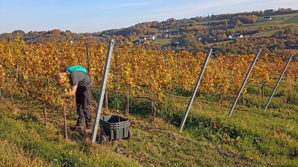 Winnica Wieliczka Harvest