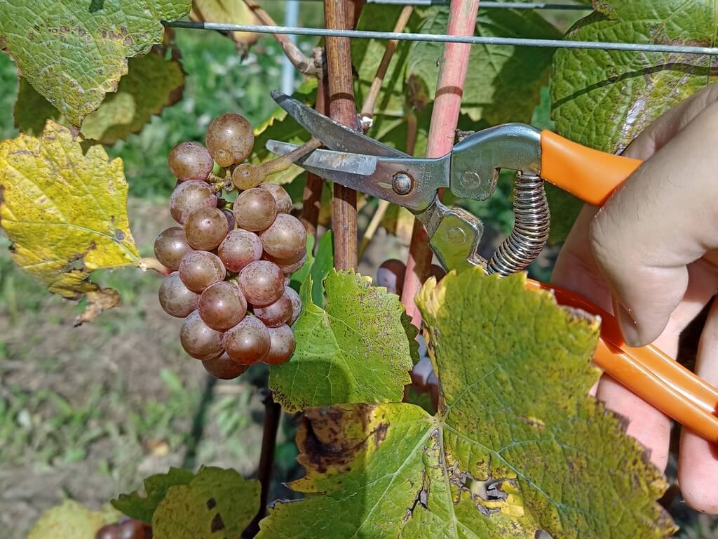 Pinot Gris in Poland
