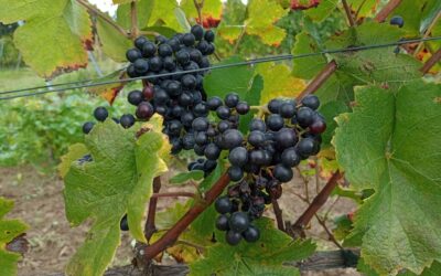 Polish grapes from A to Z