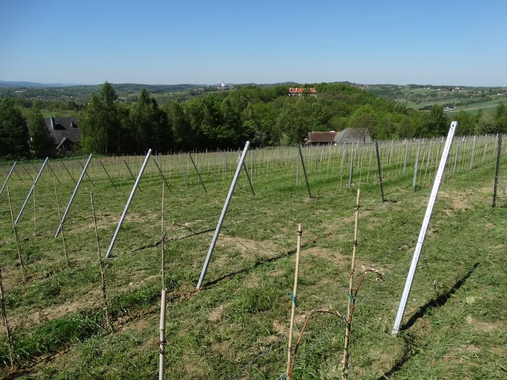 Winnica Wzgórze Lanckorońskie