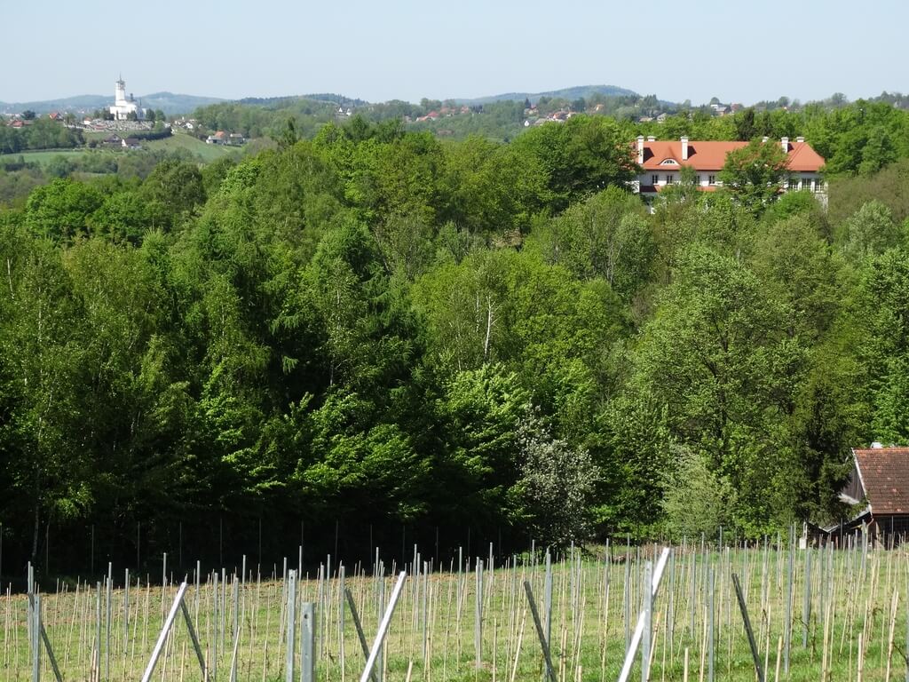 Lanckorona-2025_2 Winnica Lanckorona